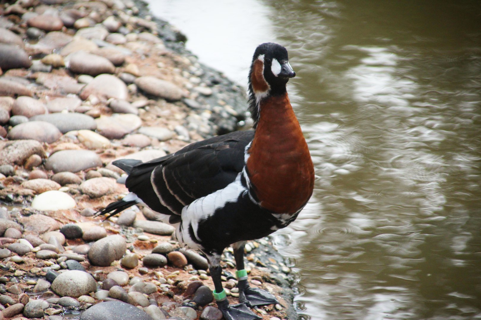Red-breasted Goose
