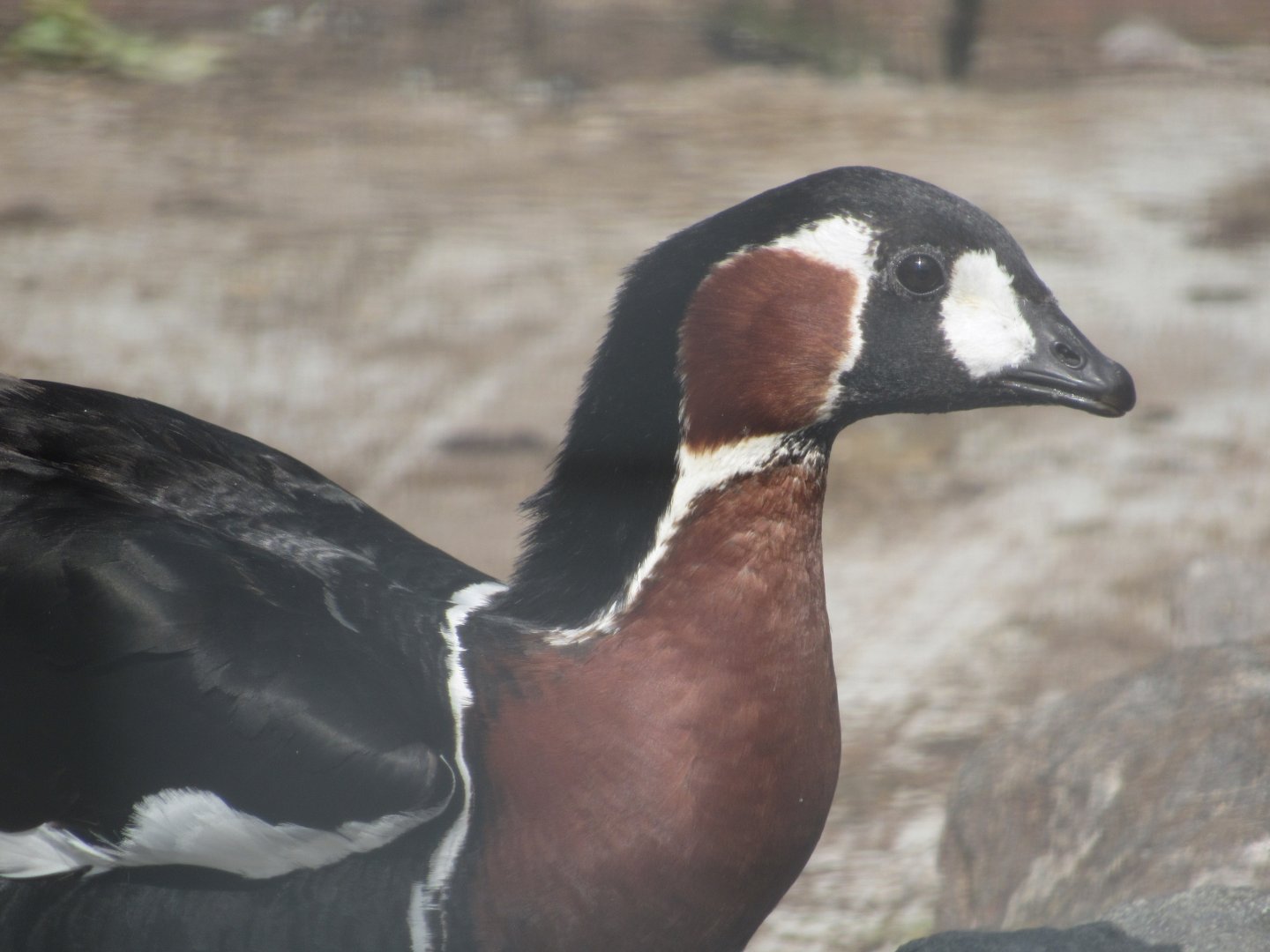 Red-breasted Goose