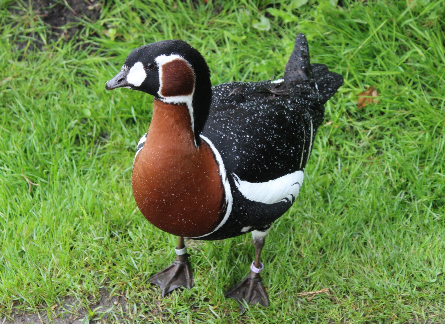 Red-breasted goose