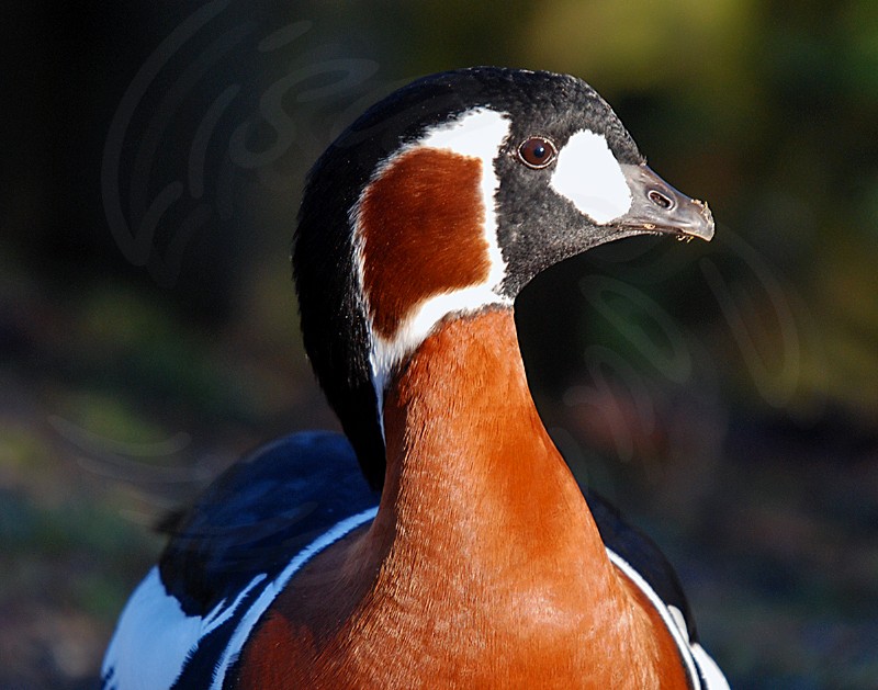 Red Breasted Goose
