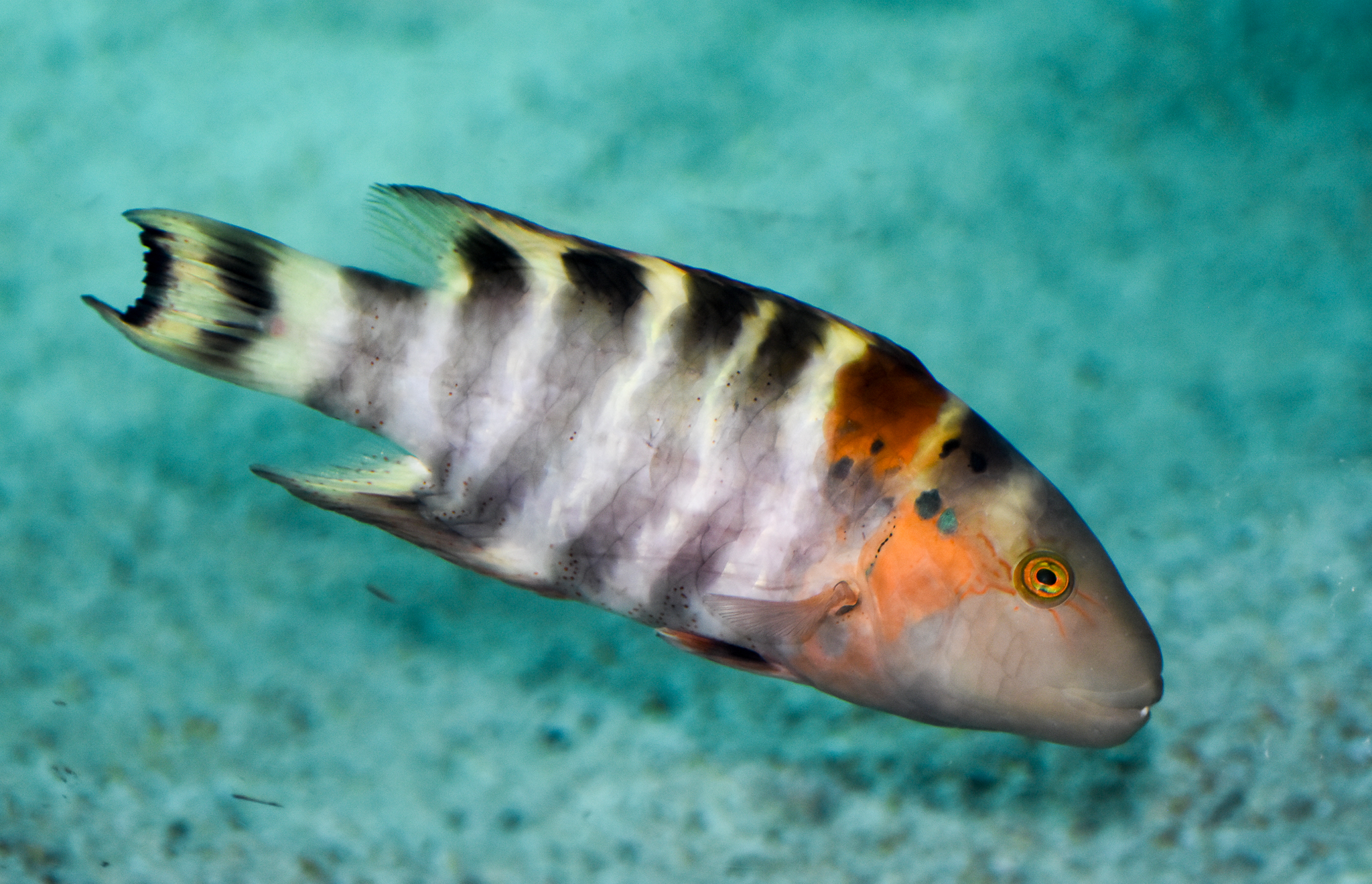 Red-breasted Maori Wrasse