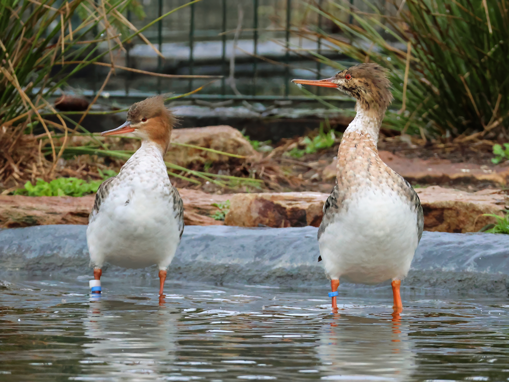 Red-breasted merganser (Mergus serrator) - Brook Valley Zoo
