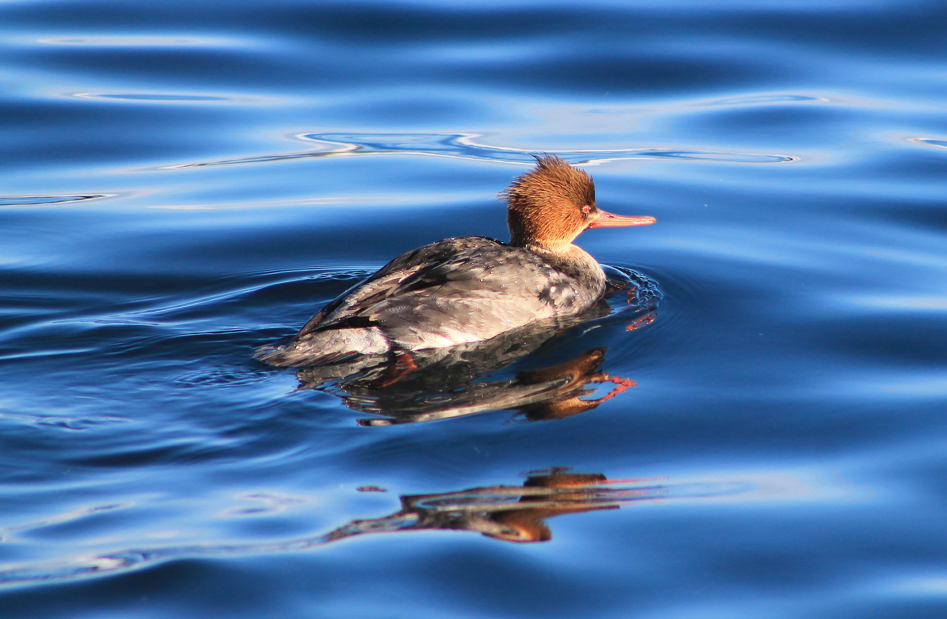 Red-breasted Merganser (Mergus serrator)