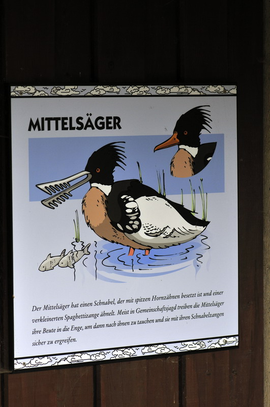 Red-breasted Merganser-Sign