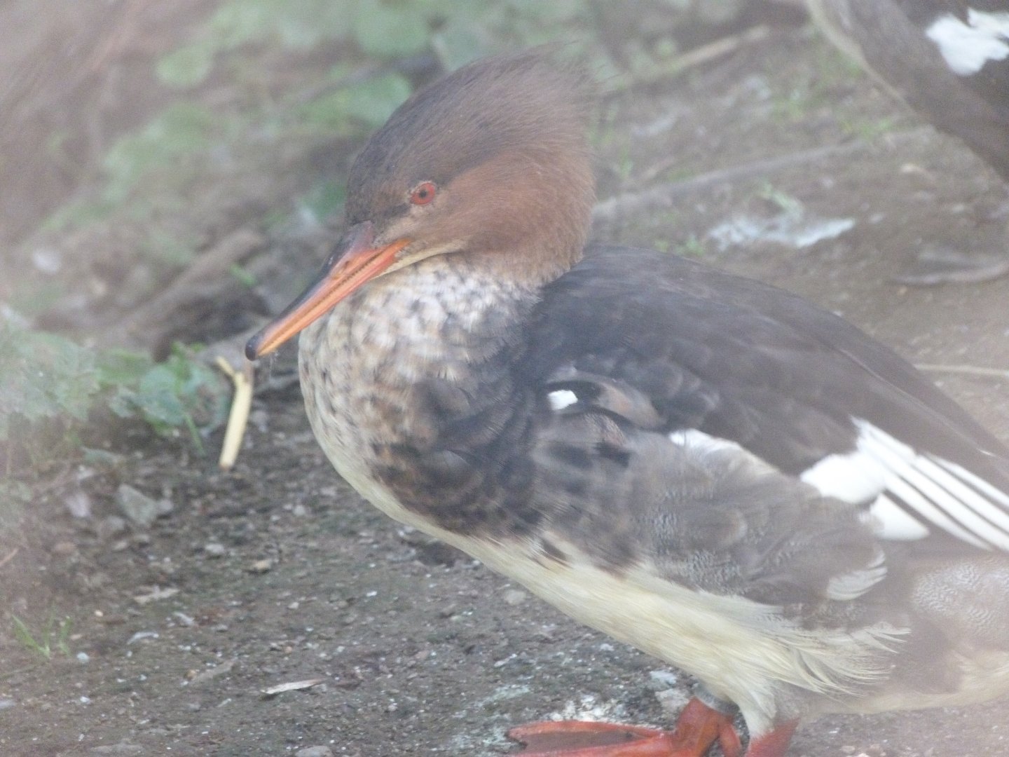 Red-breasted merganser -Zoo Praha (2025)
