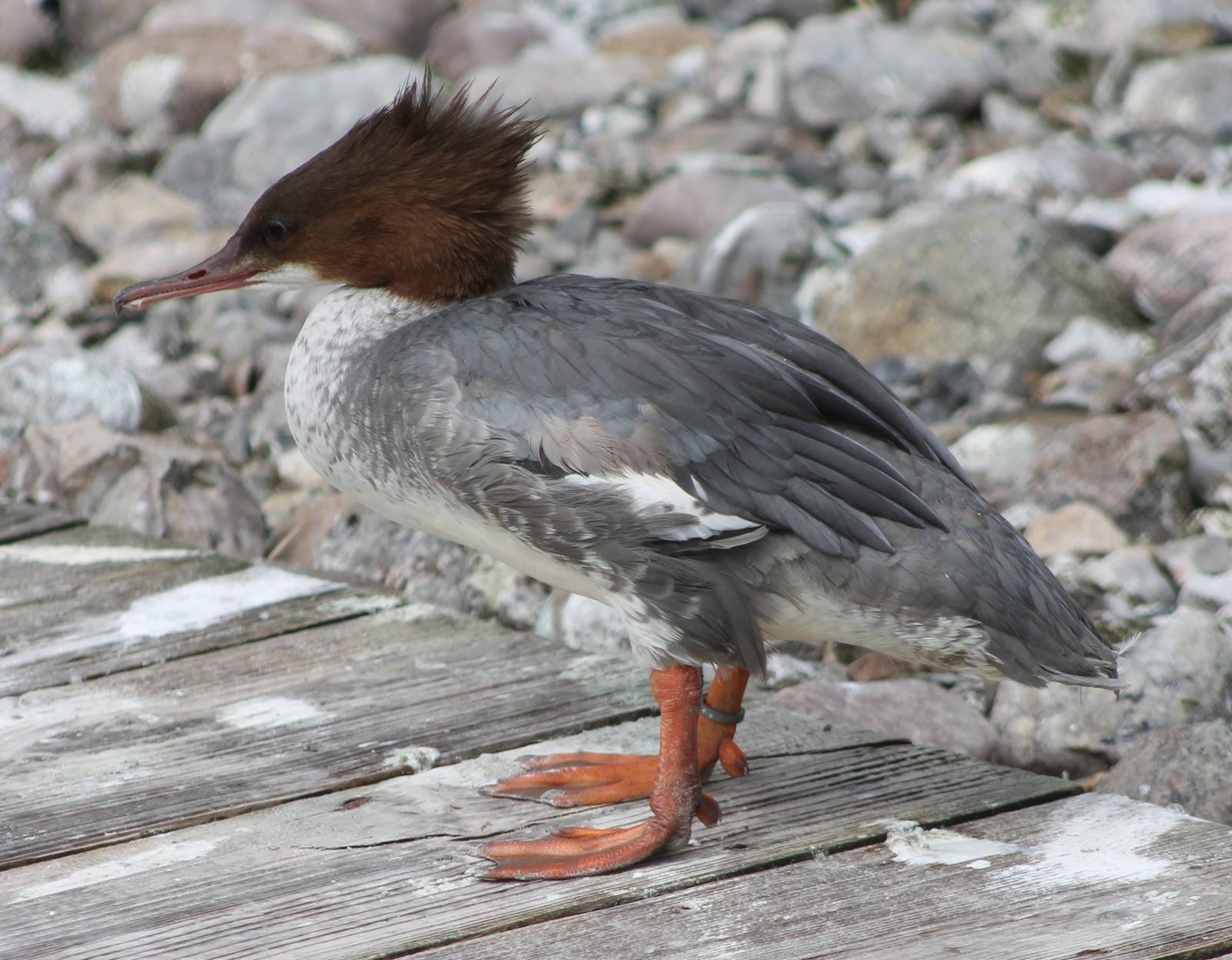 Red-breasted merganser