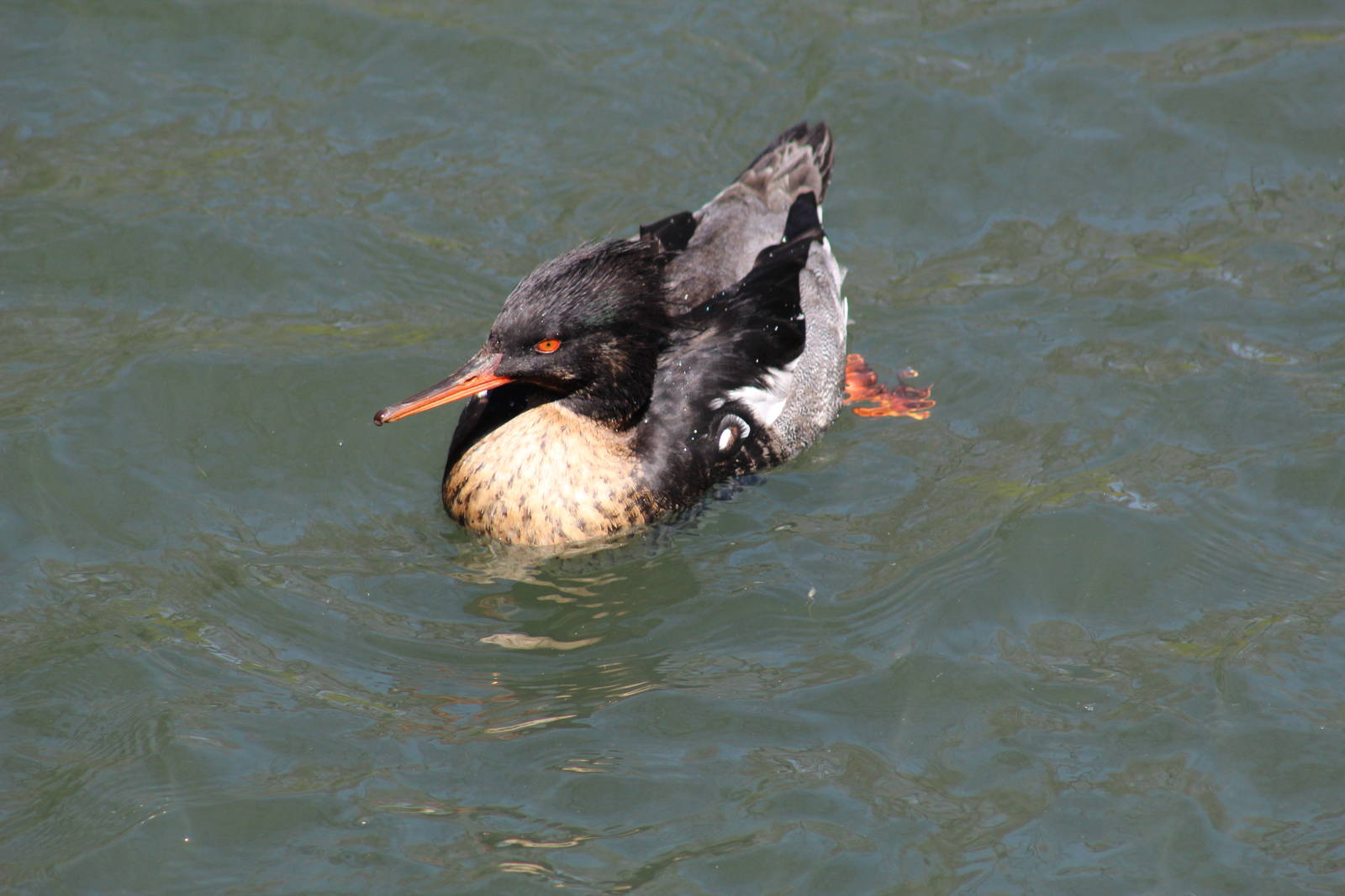 Red-Breasted Merganser