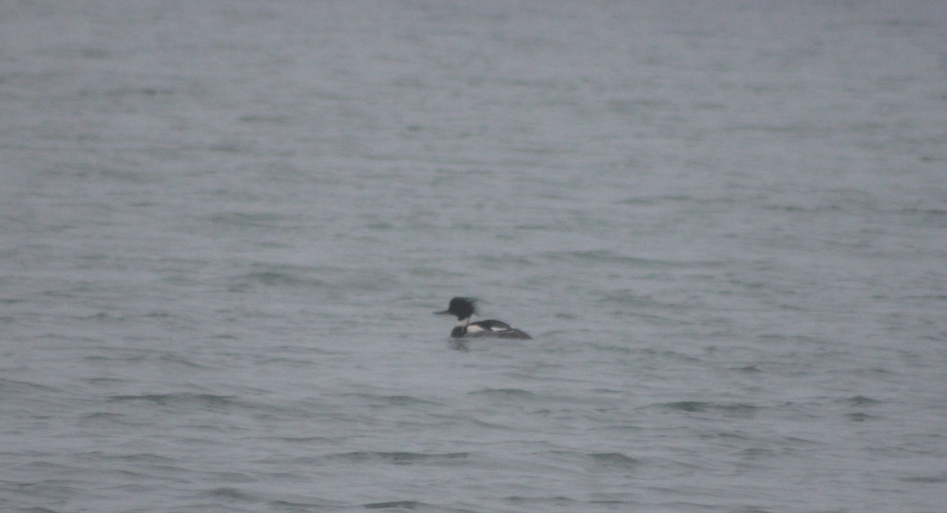 Red-breasted merganser