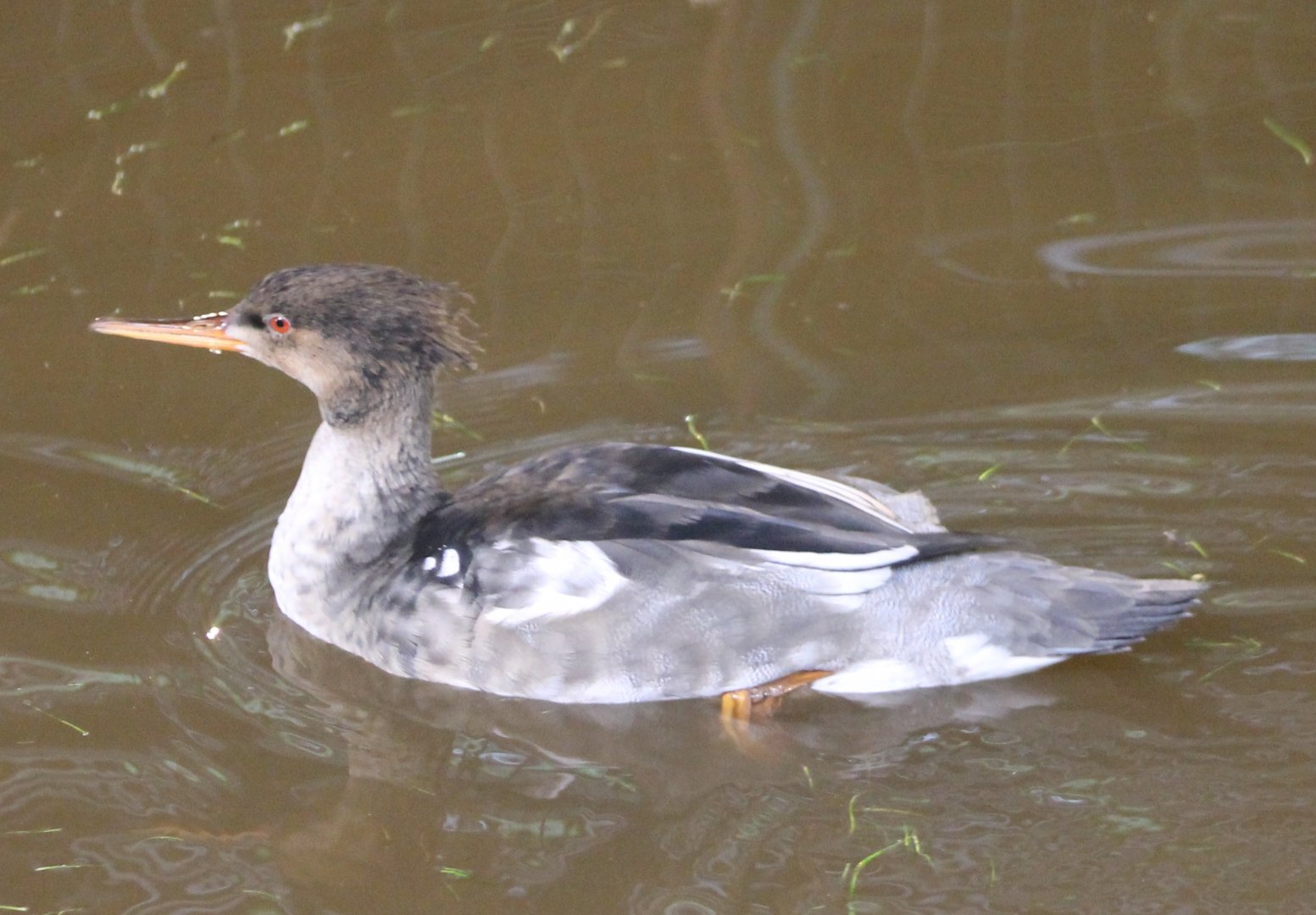 Red-breasted merganser