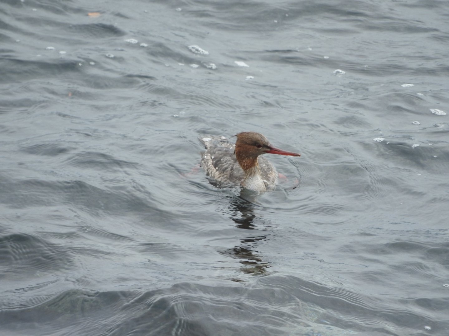 Red-breasted Merganser