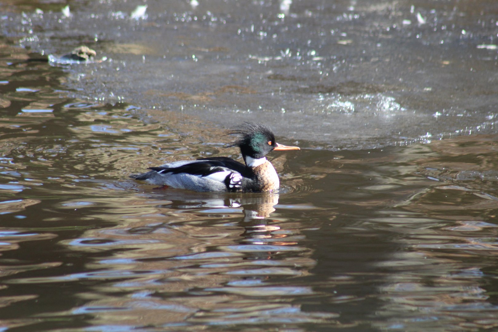 Red-Breasted Merganser
