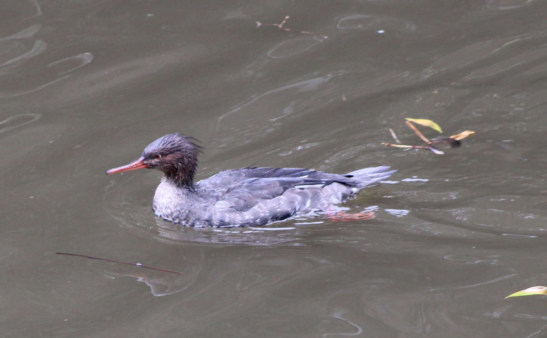 Red-breasted merganser