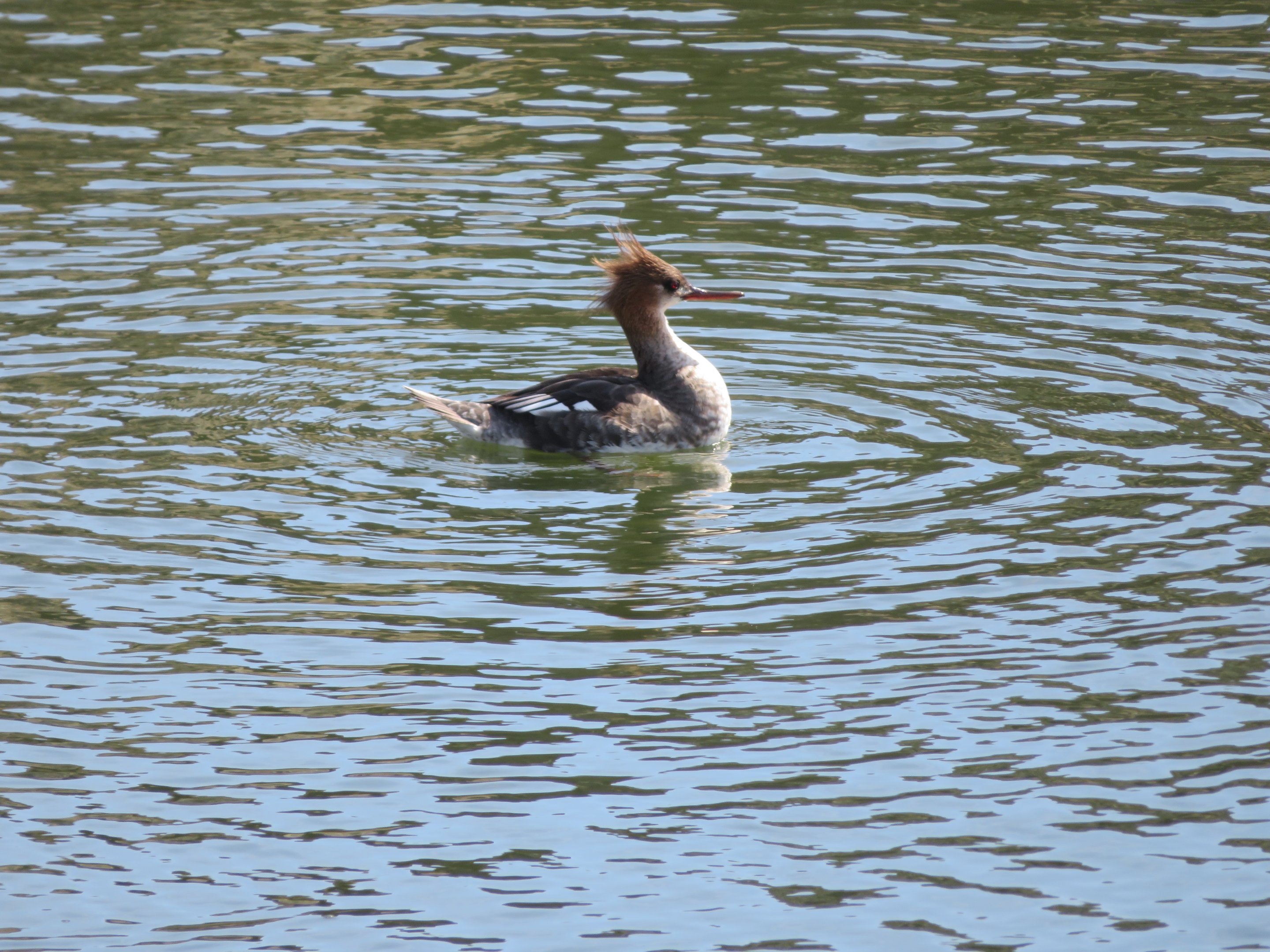 Red-breasted Merganser