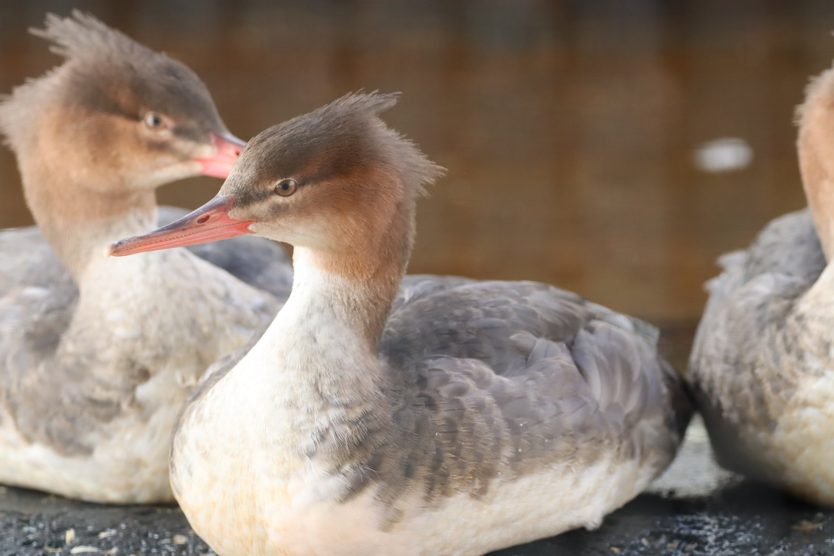 Red-breasted Merganser