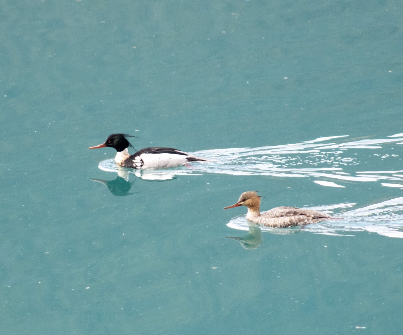 Red-breasted Mergansers - British Columbia