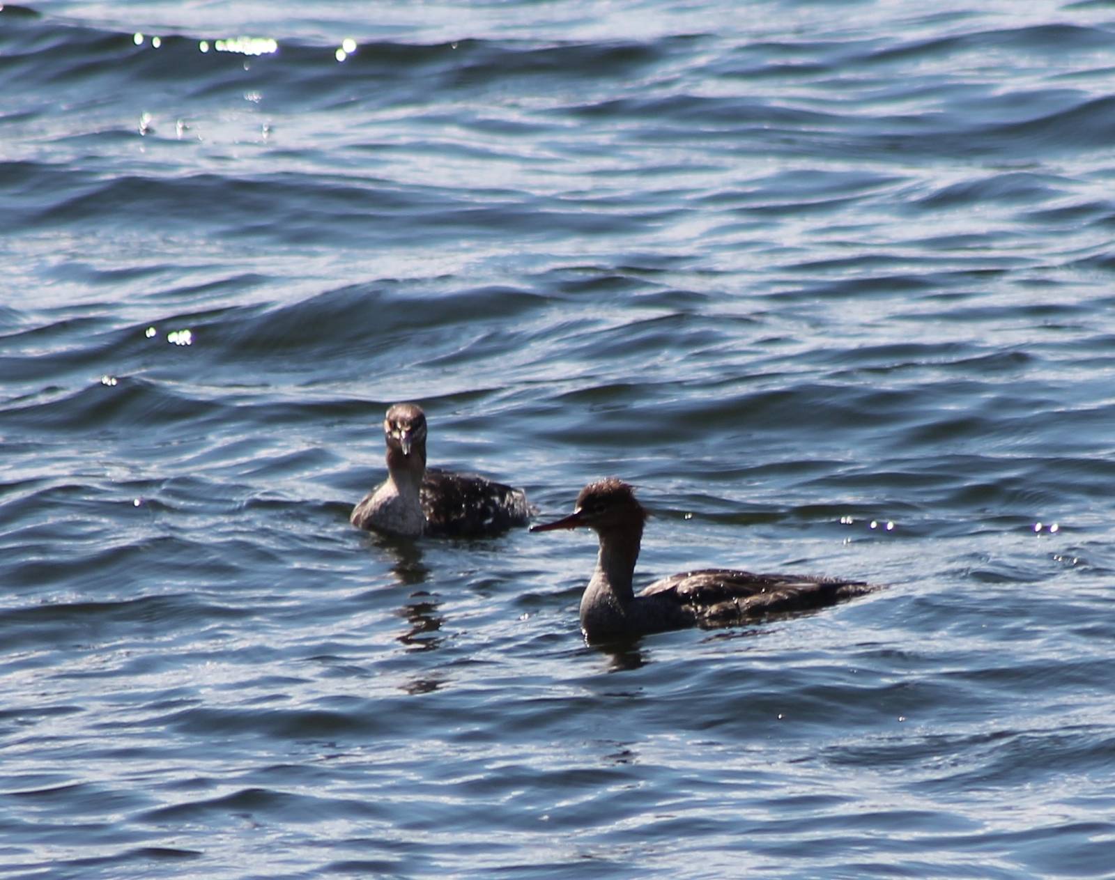 Red-breasted mergansers