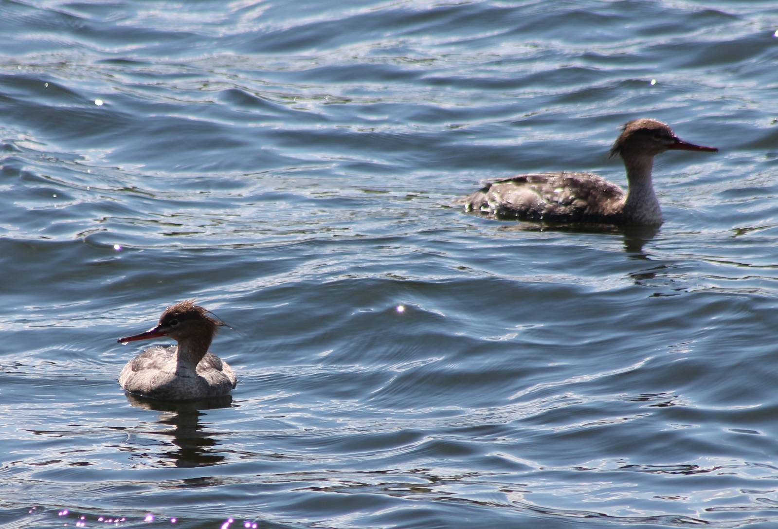 Red-breasted mergansers