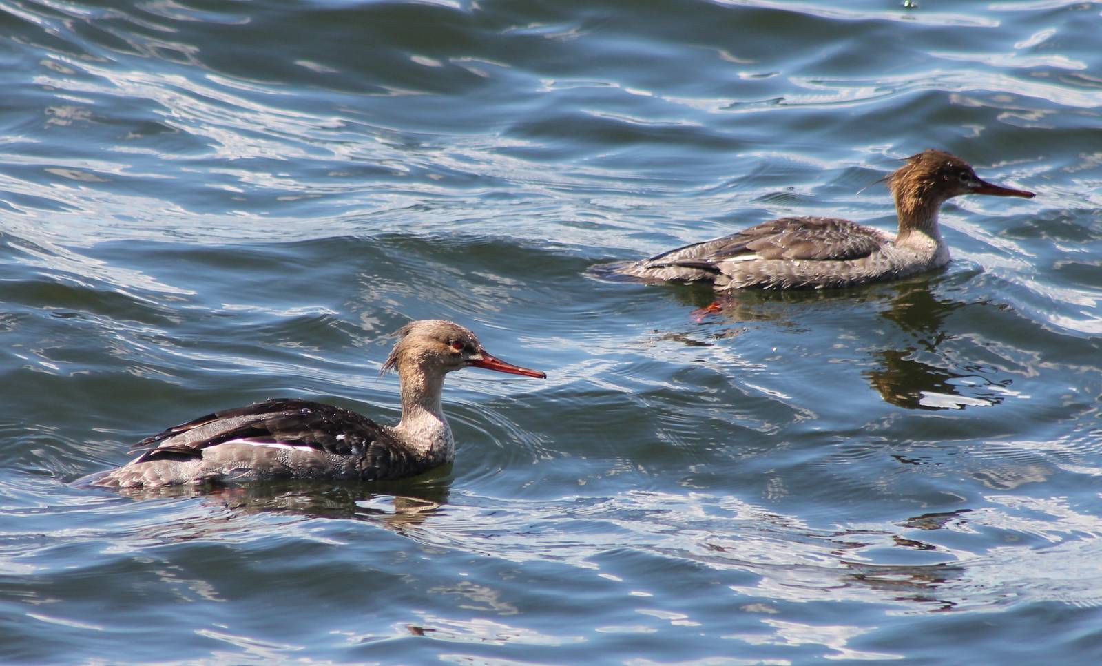 Red-breasted mergansers