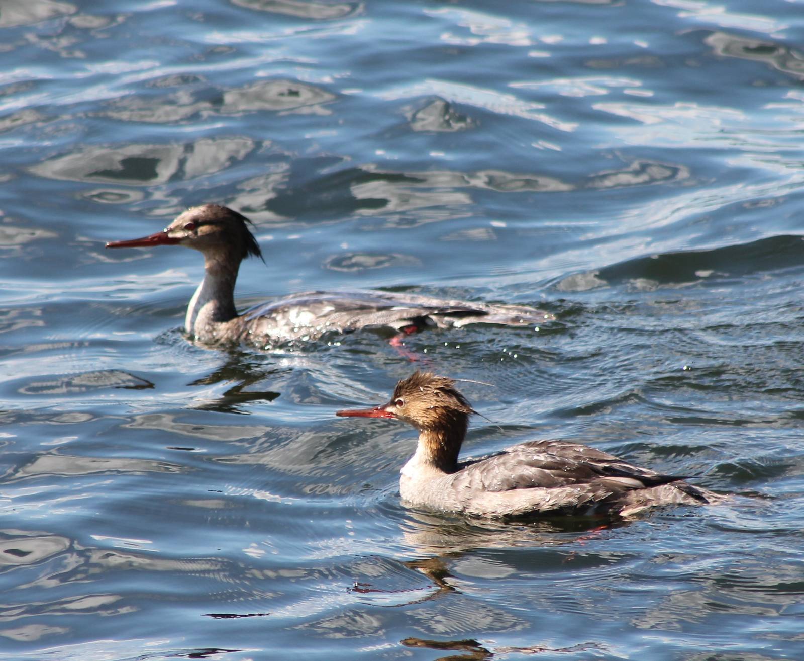 Red-breasted mergansers