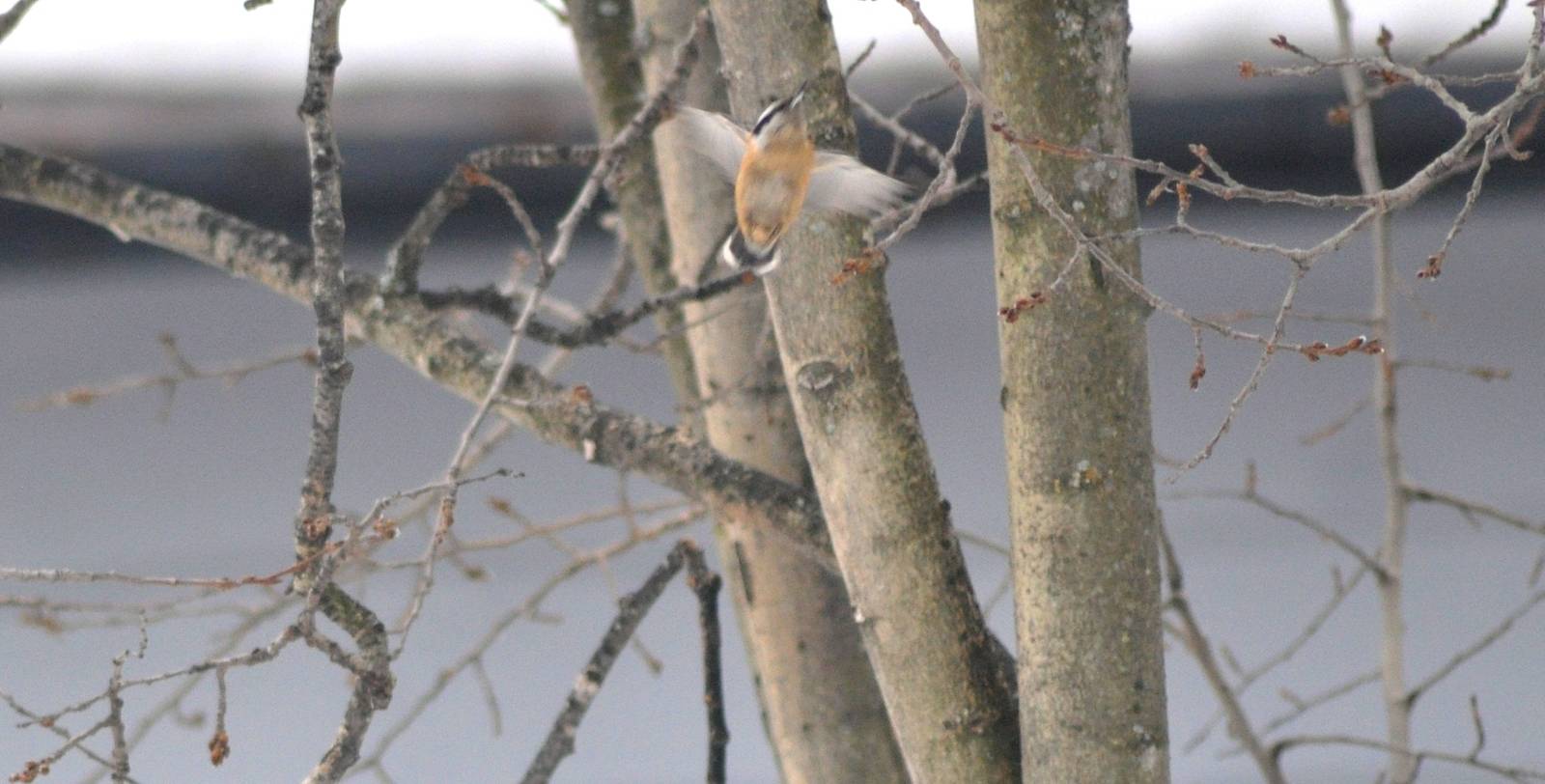 Red-breasted Nuthatch - Alaska (Anchorage)