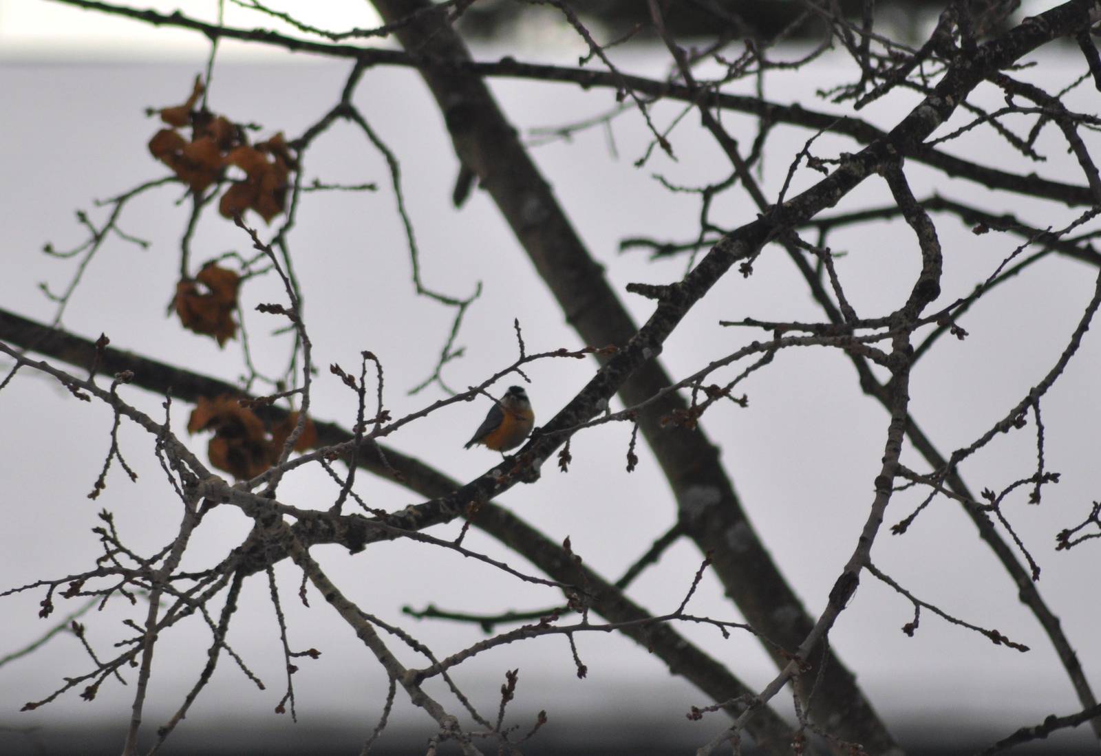 Red-breasted Nuthatch - Alaska (Anchorage)