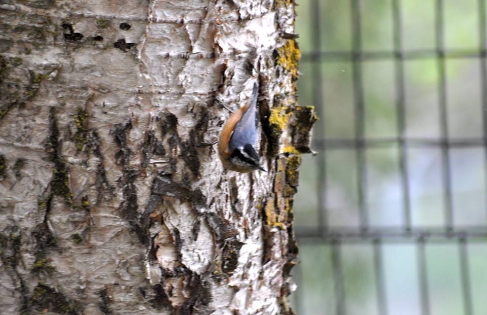 Red-Breasted Nuthatch - Alaska