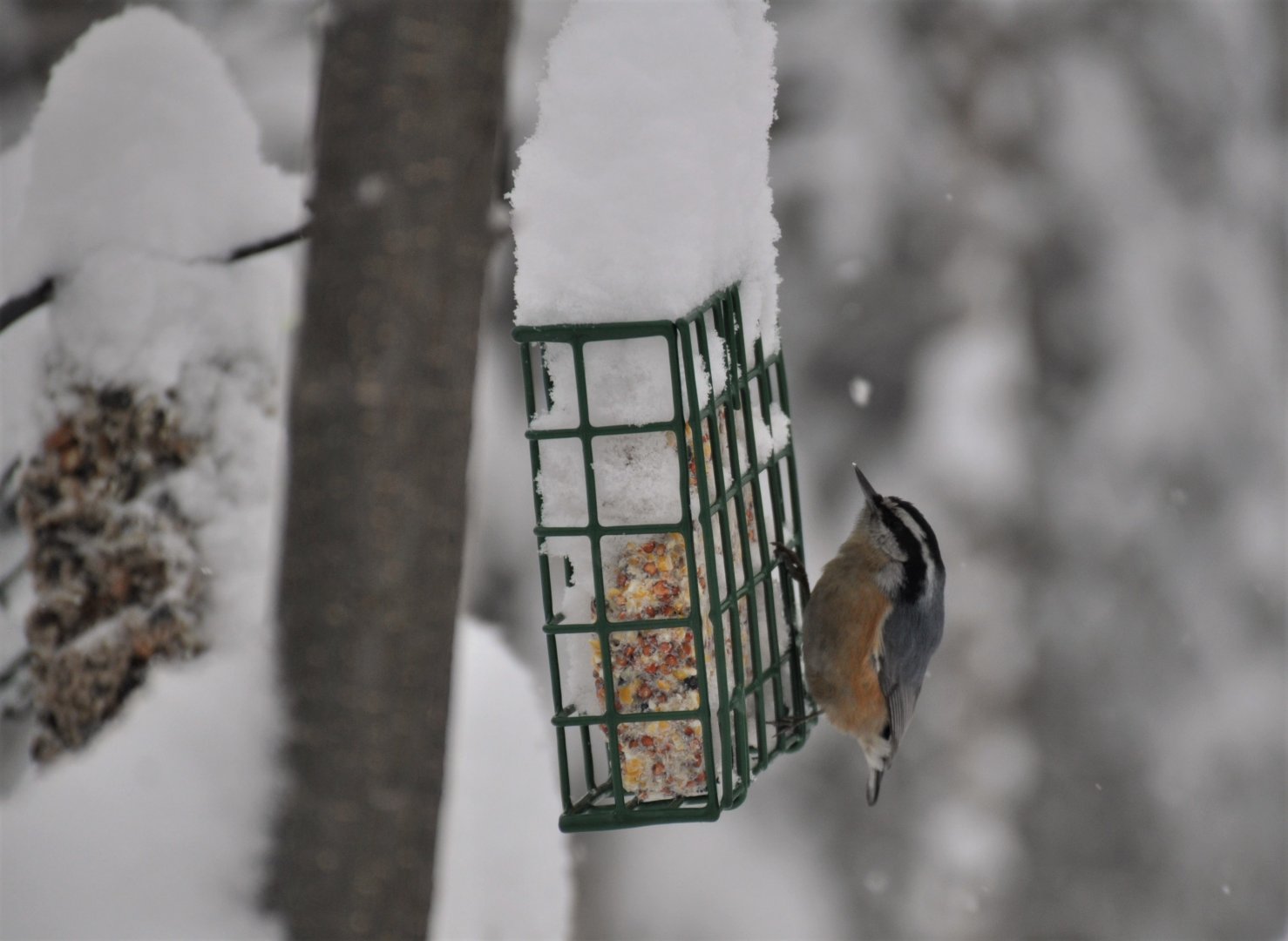 Red-breasted Nuthatch - Alaska