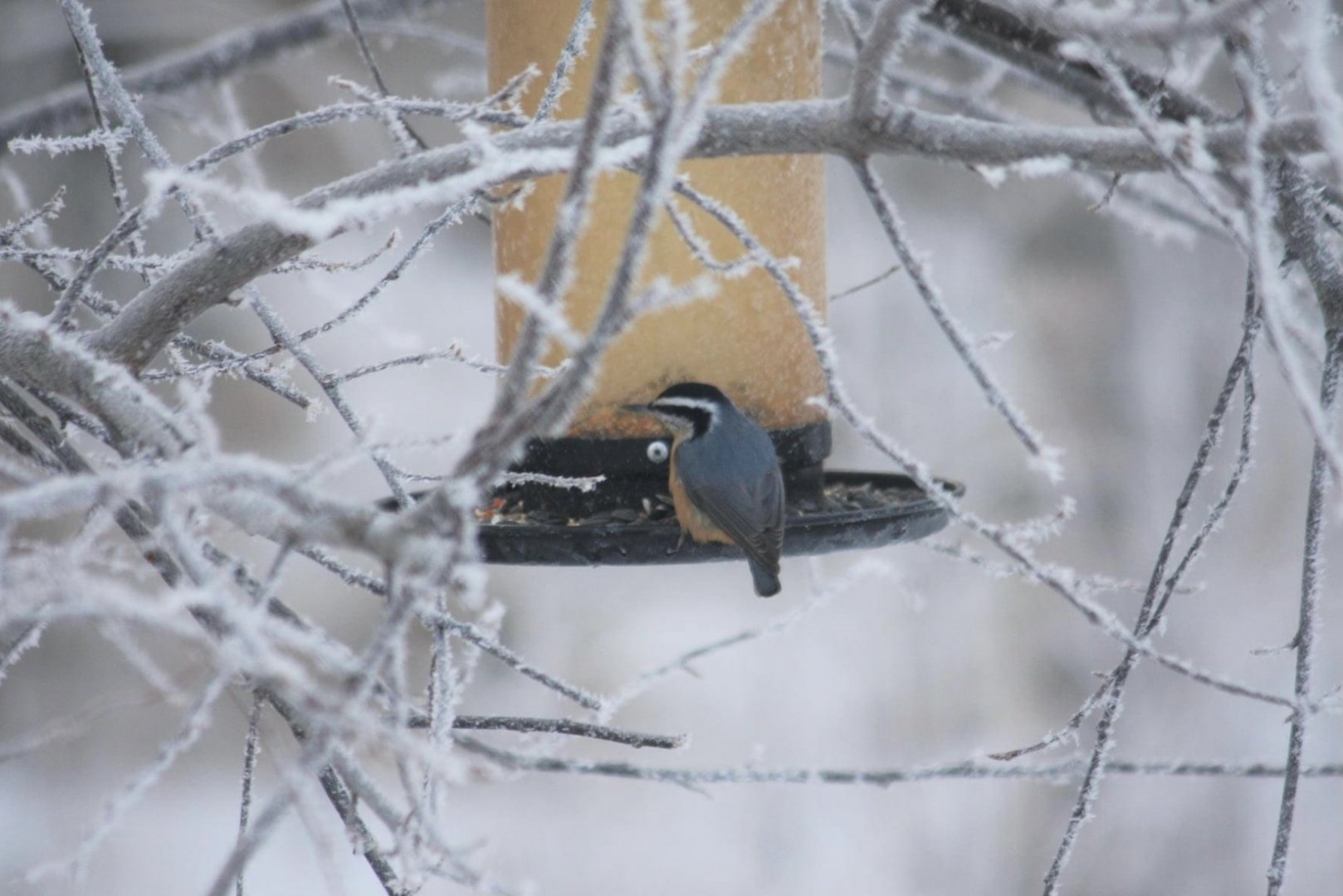 Red-breasted Nuthatch - Alaska