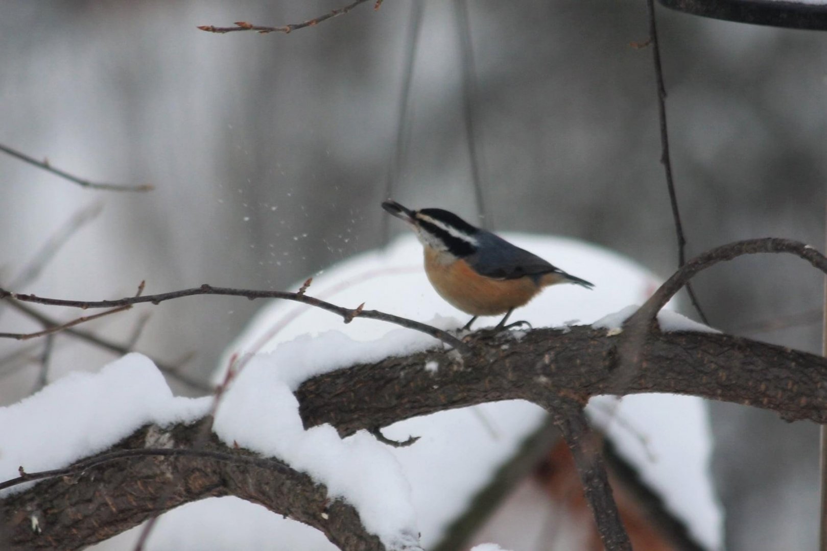 Red-breasted Nuthatch - Alaska