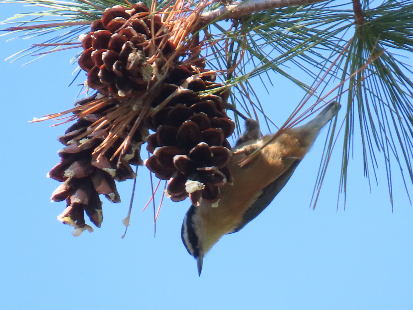 Red-breasted Nuthatch (Sitta canadensis)