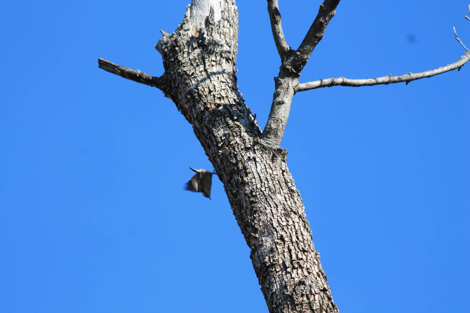 Red-Breasted Nuthatch