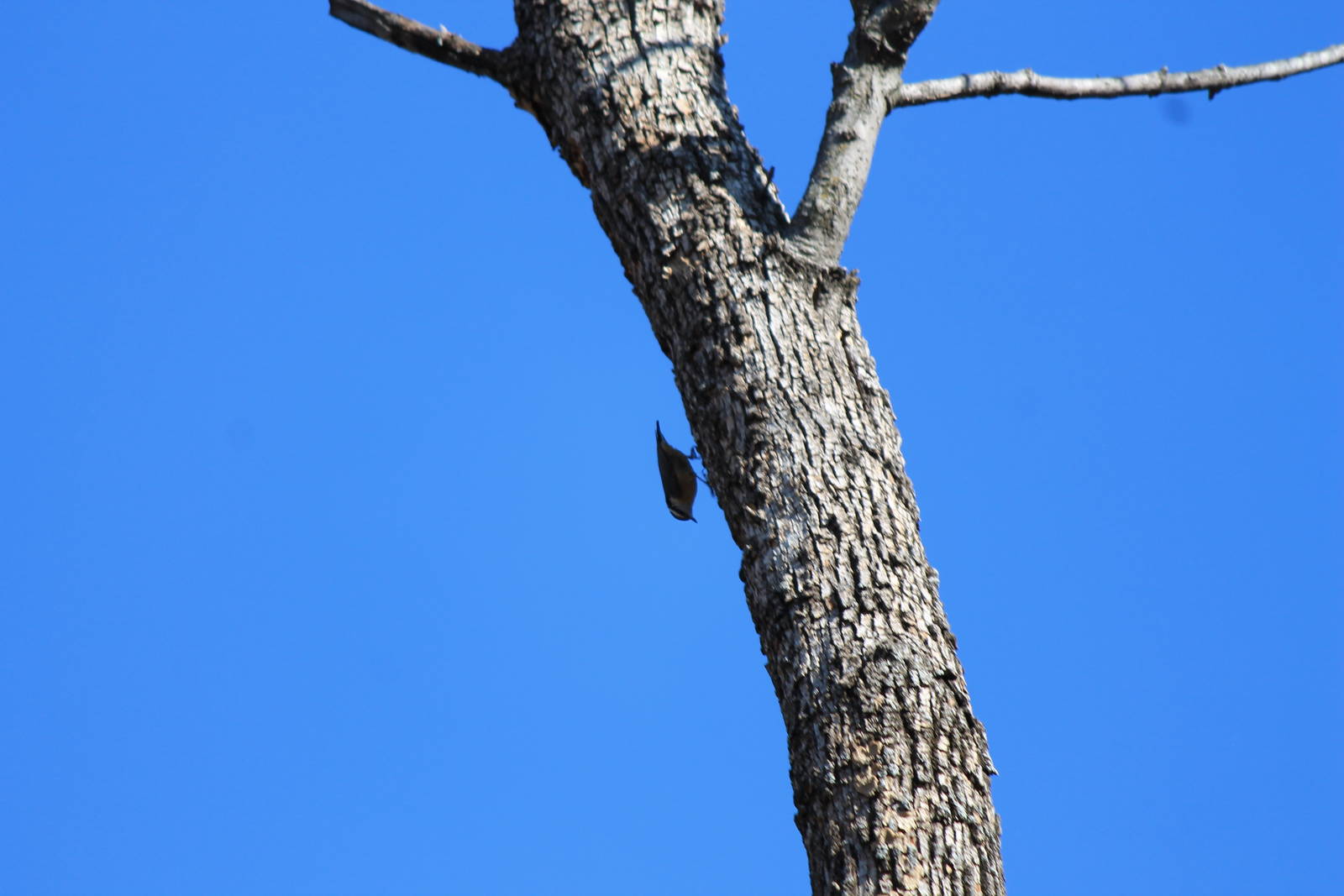 Red-Breasted Nuthatch