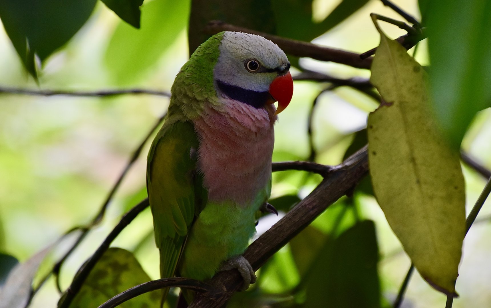 Red-Breasted Parakeet (Psittacula alexandri) male