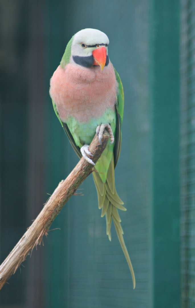 Red-breasted parakeet (Psittacula alexandri)