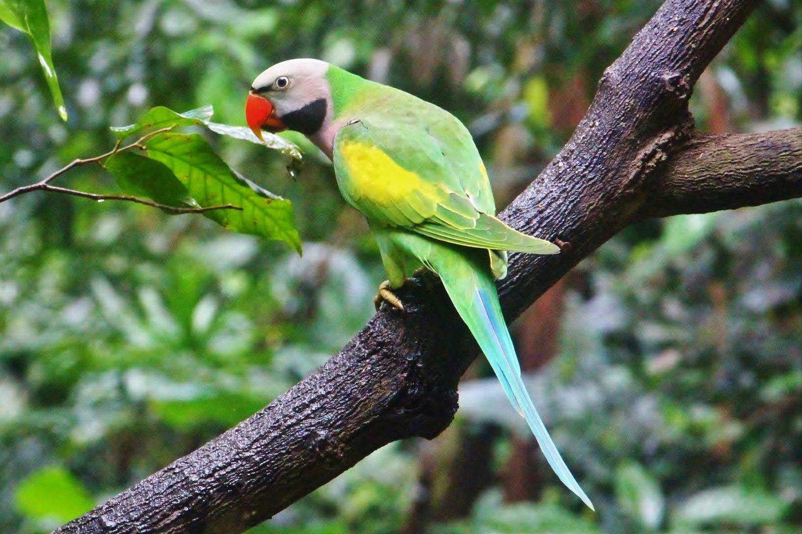 Red-breasted Parakeet (Psittacula alexandri)