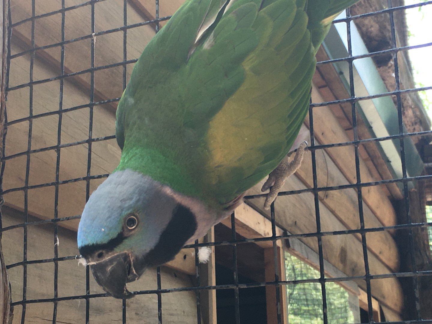 Red-Breasted Parakeet (Psittacula alexandri)