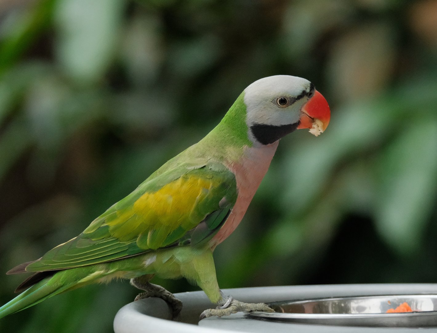 Red-breasted Parakeet (Psittacula alexandri)