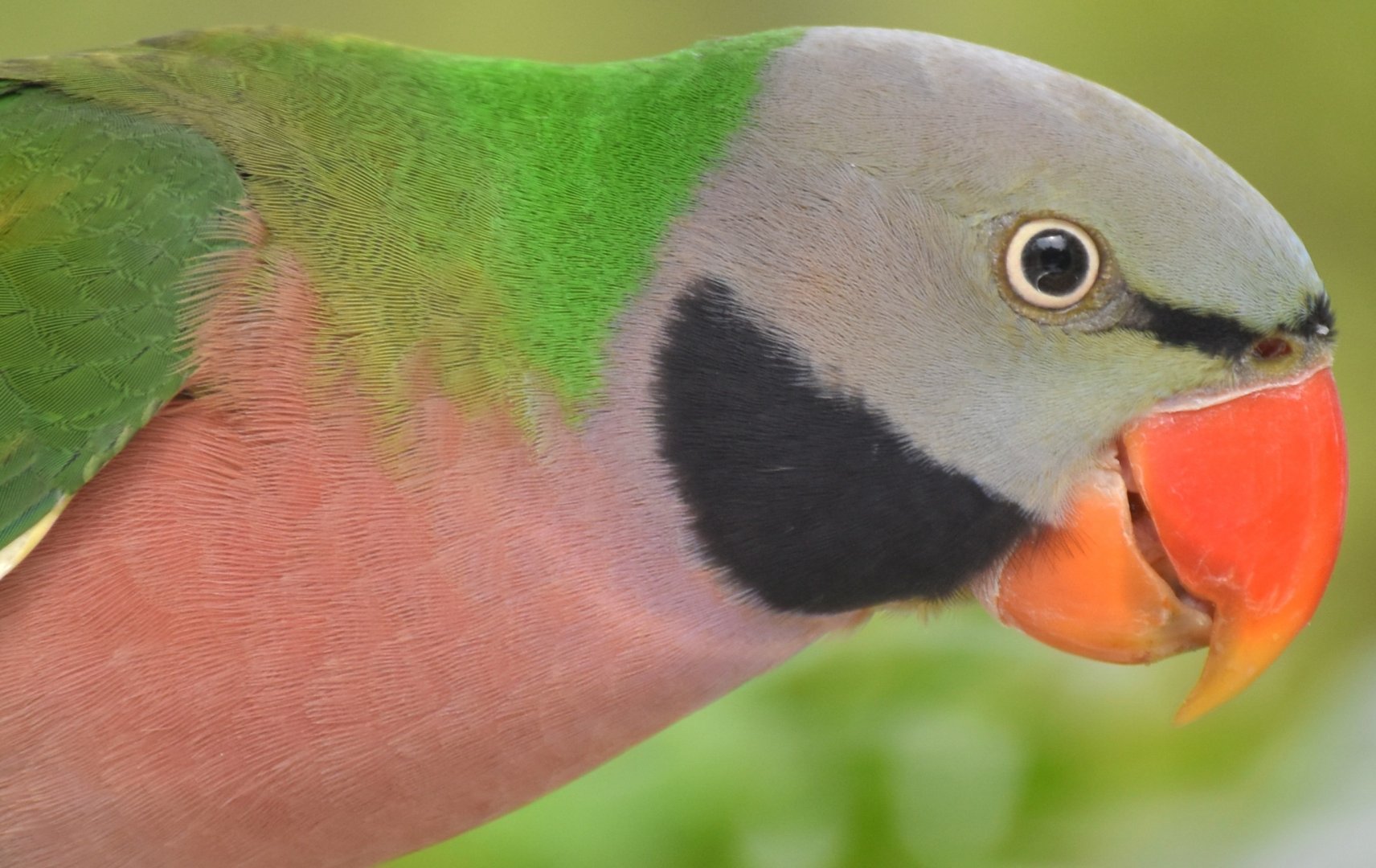 Red-breasted Parakeet (Psittacula alexandri)