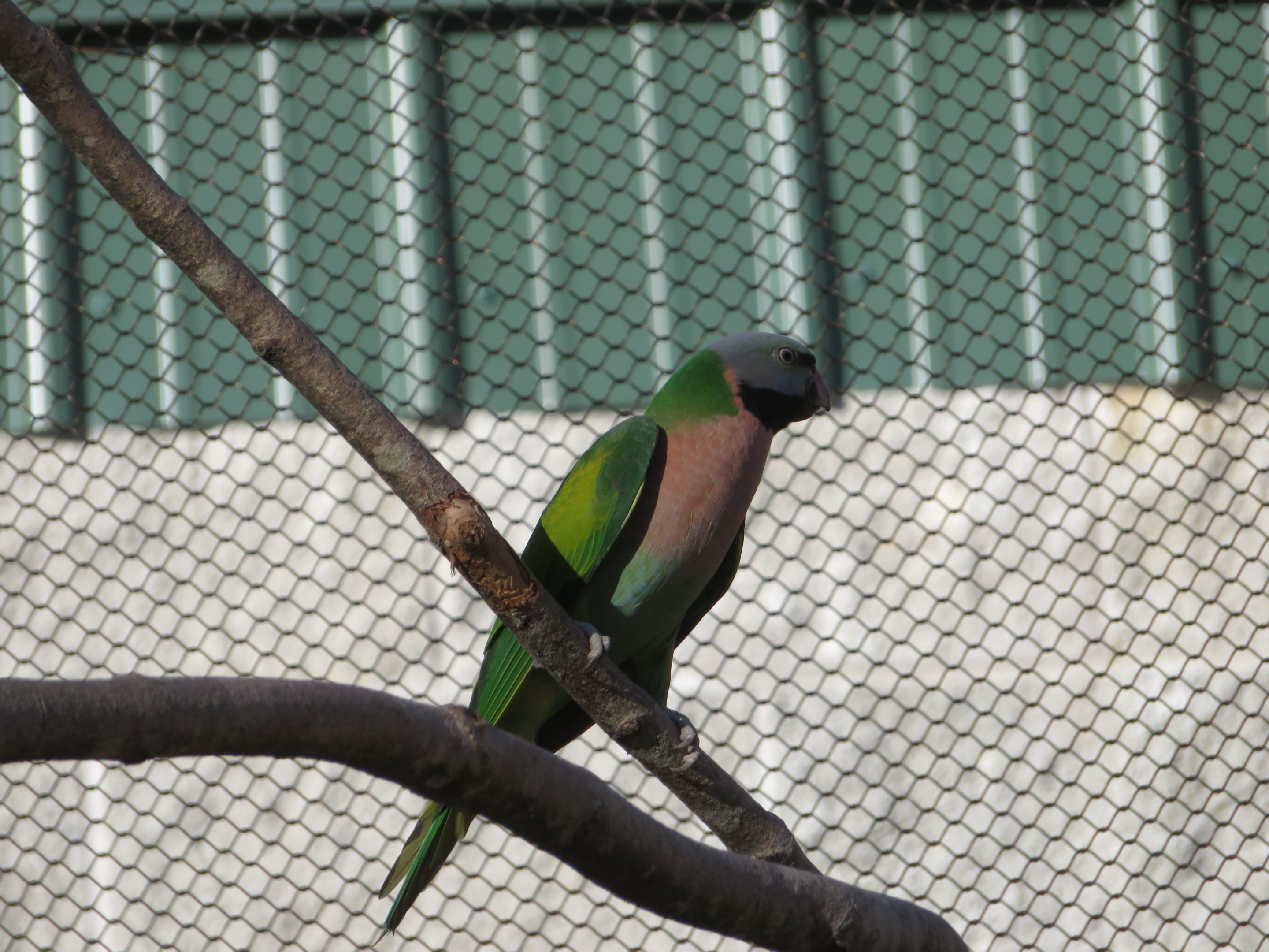 Red-breasted Parakeet