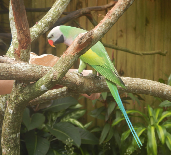 Red-Breasted Parakeet