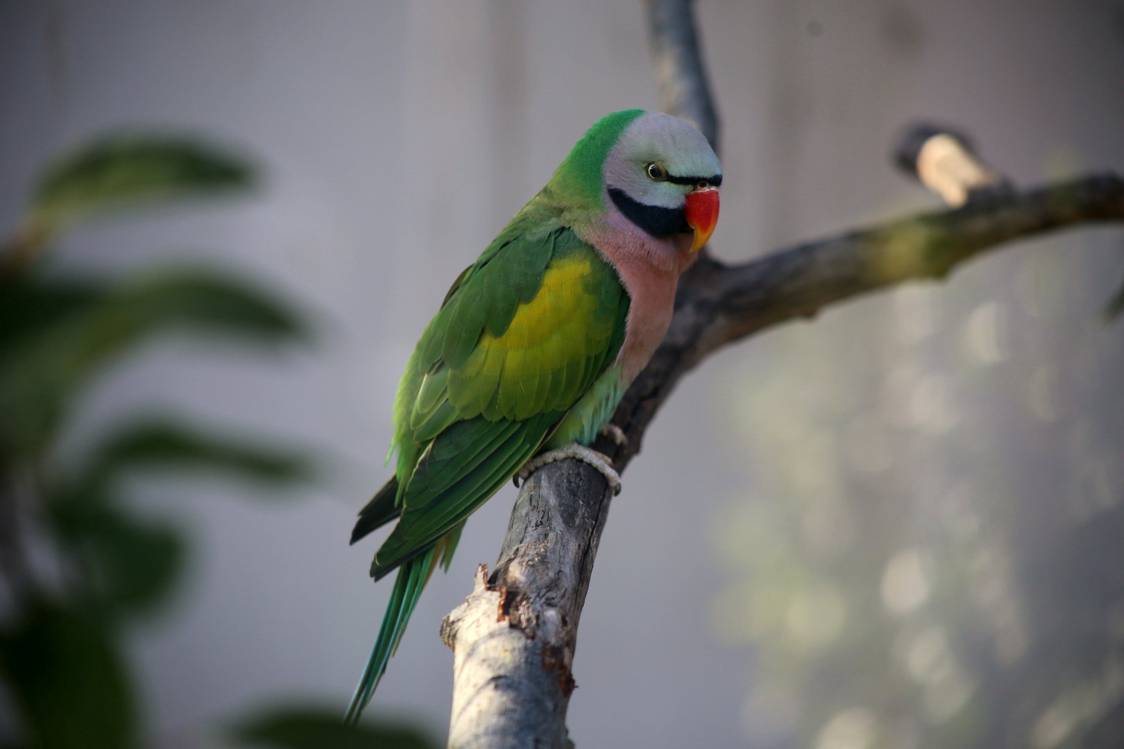 Red-breasted Parakeet