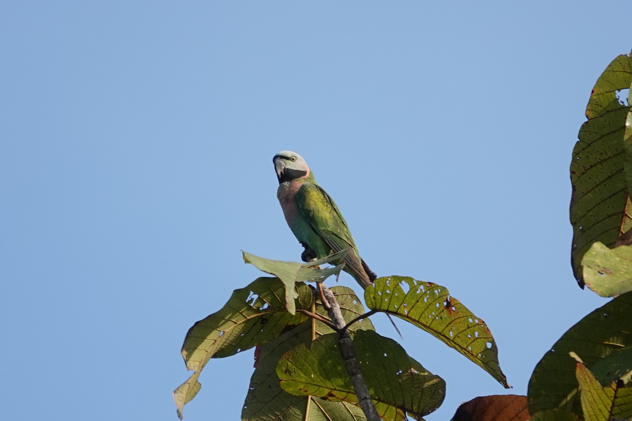 Red-breasted Parakeet
