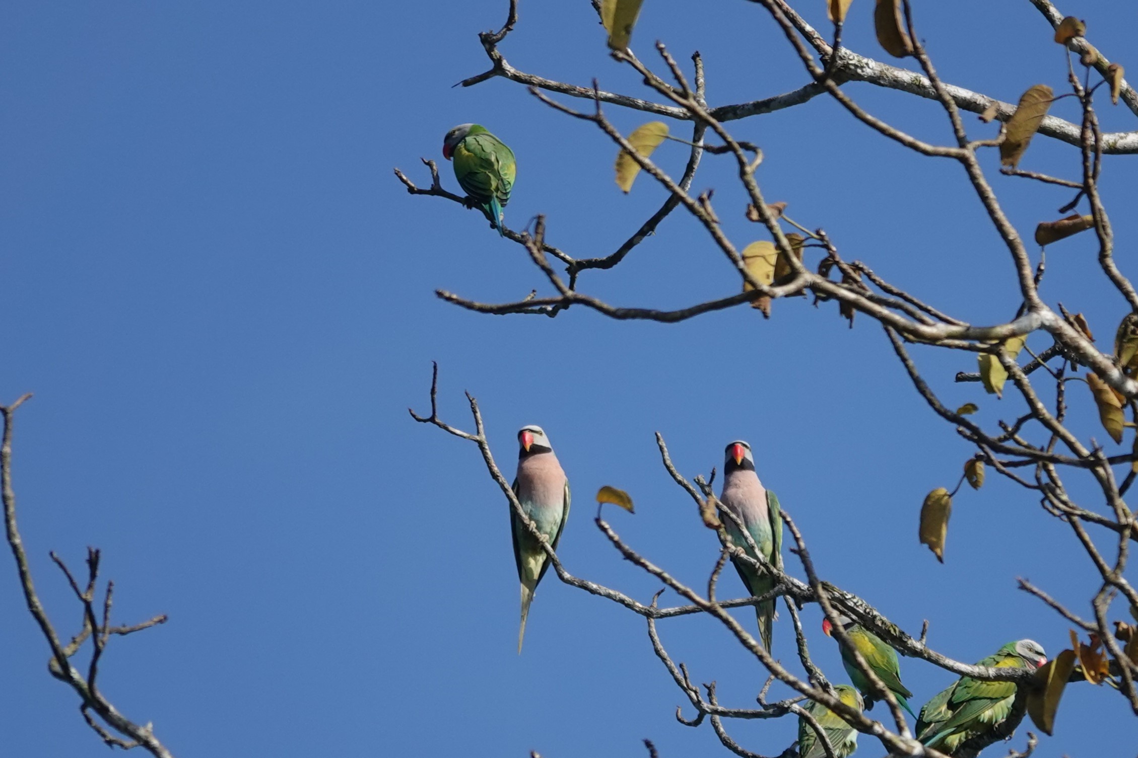 Red-breasted Parakeet