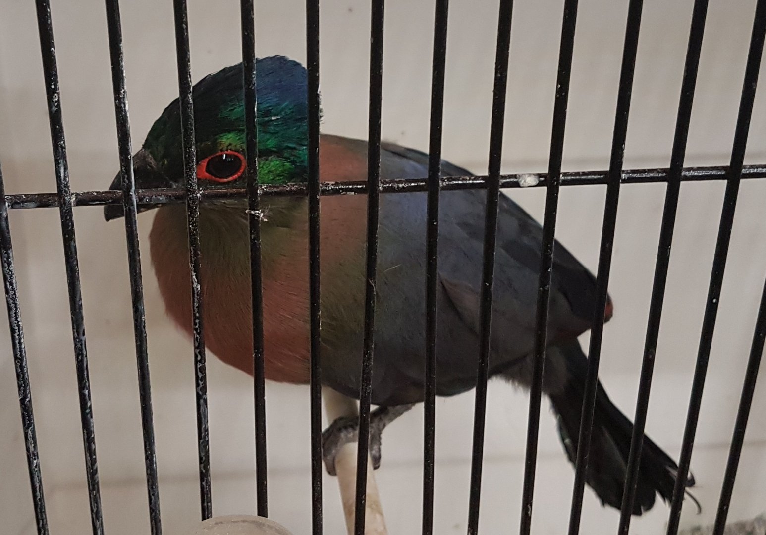 Red-breasted purple-crested touraco