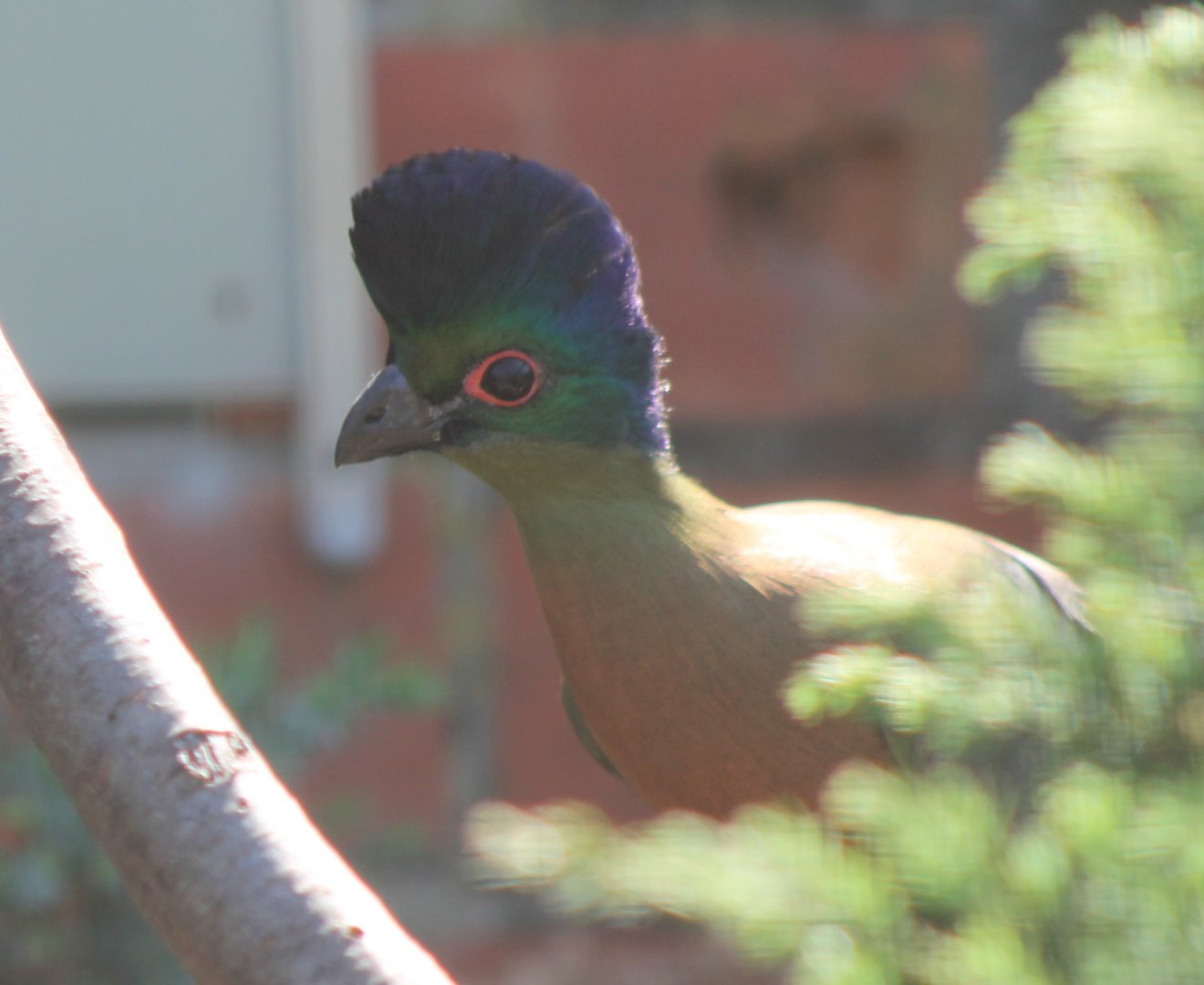 Red-breasted purple-crested touraco