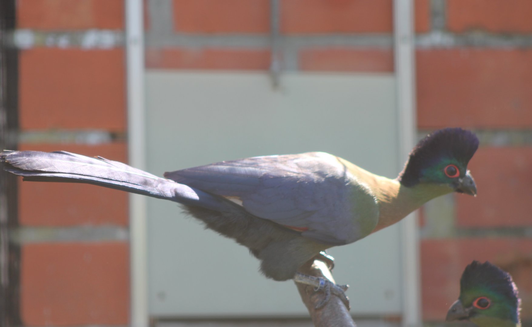 Red-breasted purple-crested touracos