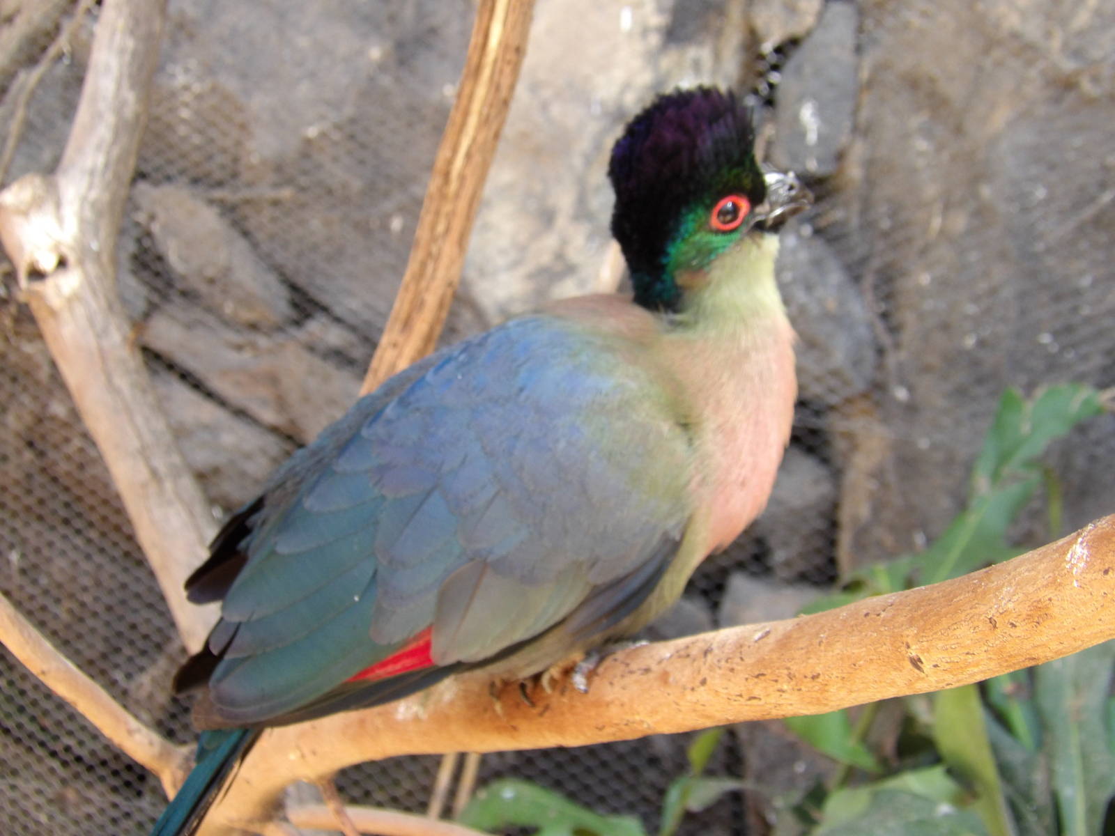 Red-breasted purple-crested turaco