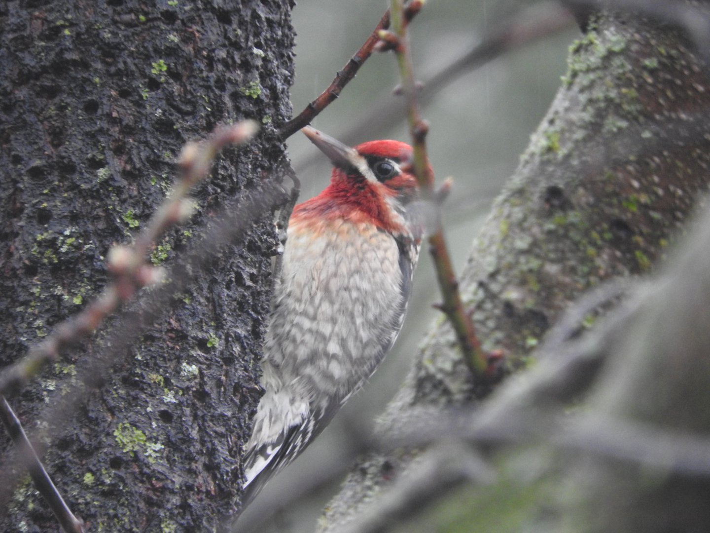 Red-breasted Sapsucker