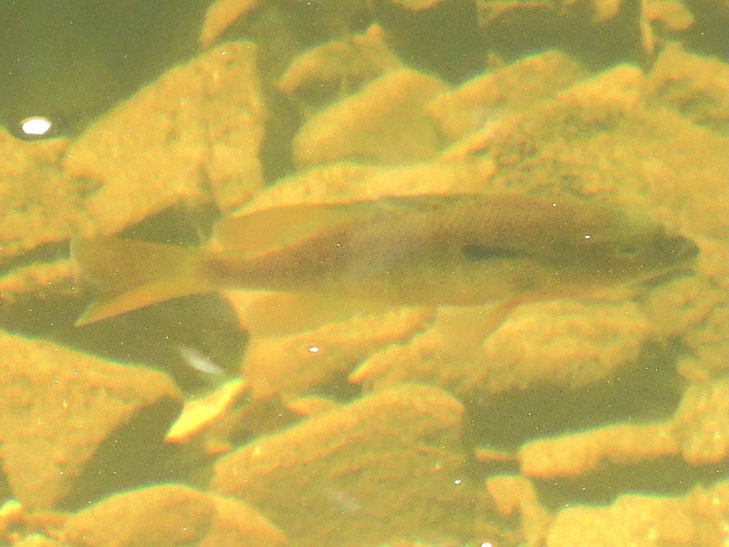 Red breasted sunfish