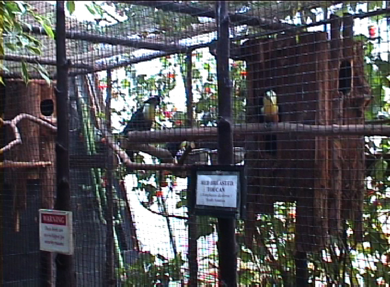Red breasted toucan aviary